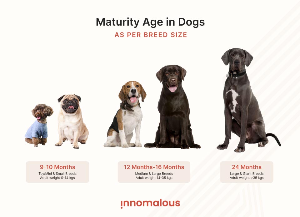 Maturity Age in Dogs as per Breed Sizes - Pet Foods 101 and Fundamentals of Pet Nutrition, Product Types, Processing, Pricing Segments and Emerging Trends for Pet Food Business Owners - Innomalous Pet Food Manufacturer India