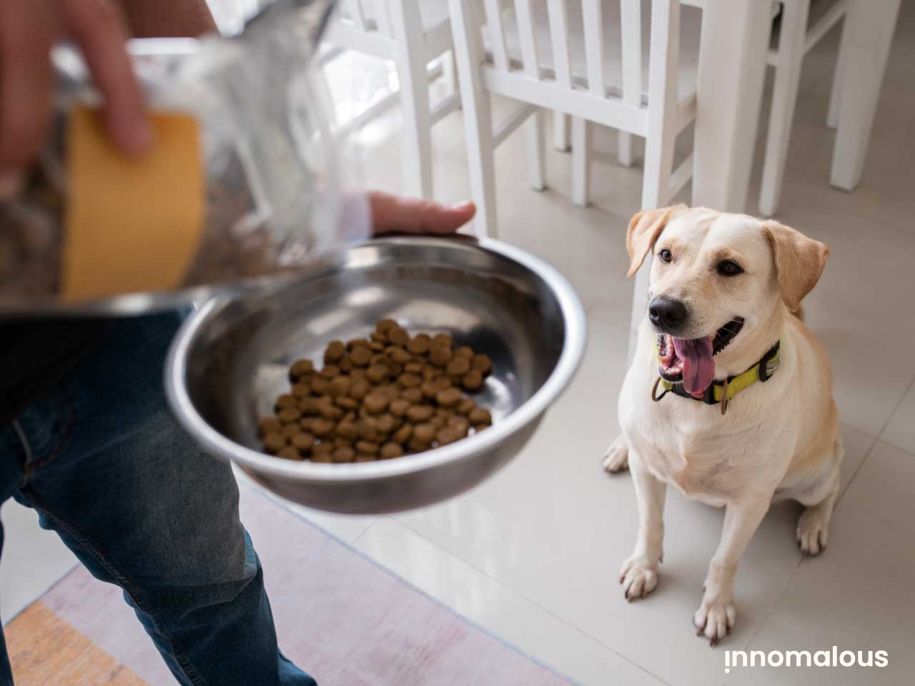 Dog Waiting for Food - Pet Foods 101 and Fundamentals of Pet Nutrition, Product Types, Processing, Pricing Segments and Emerging Trends for Pet Food Business Owners - Innomalous Pet Food Manufacturer India