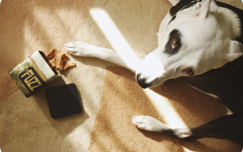 Dog with Fuzz Jerky Treats - Innomalous Pet Foods Manufacturer India