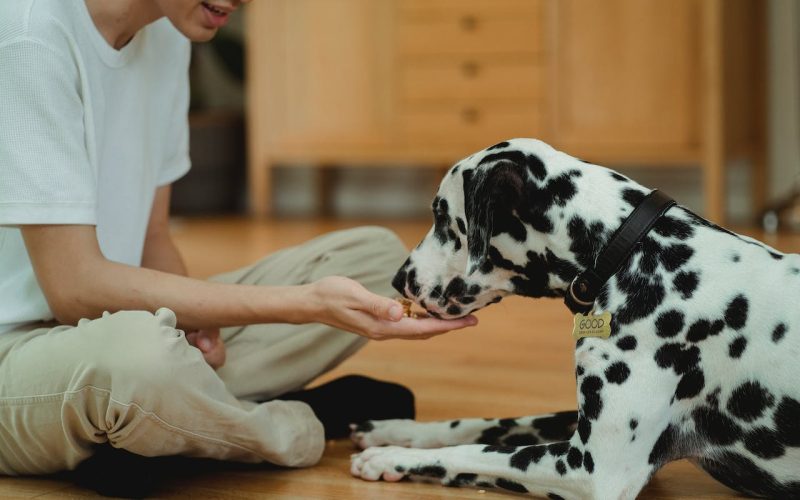 The Essentials of Pet Food Products – Nutrition, Types, Processing, Pricing, and Rising Trends