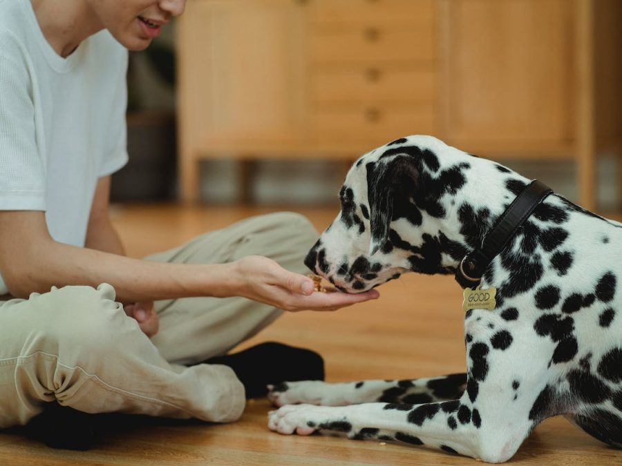 The Essentials of Pet Food Products – Nutrition, Types, Processing, Pricing, and Rising Trends