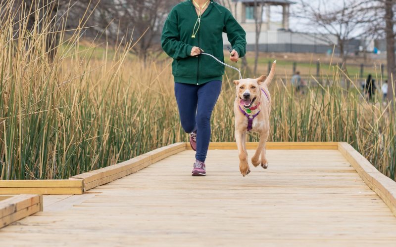 Innomalous Pet Supplements for Dogs and cats - Innomalous Pet Foods Manufacturer Exporter India