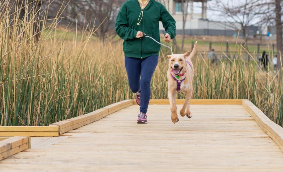 Innomalous Pet Supplements for Dogs and cats - Innomalous Pet Foods Manufacturer Exporter India