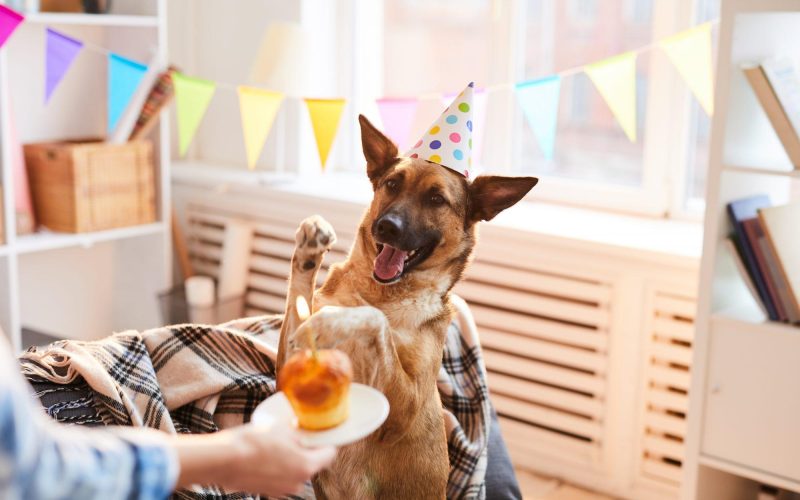 Pawcrafted Dog Cake Kits Case Study - Innomalous Pet Food Manufacturer India