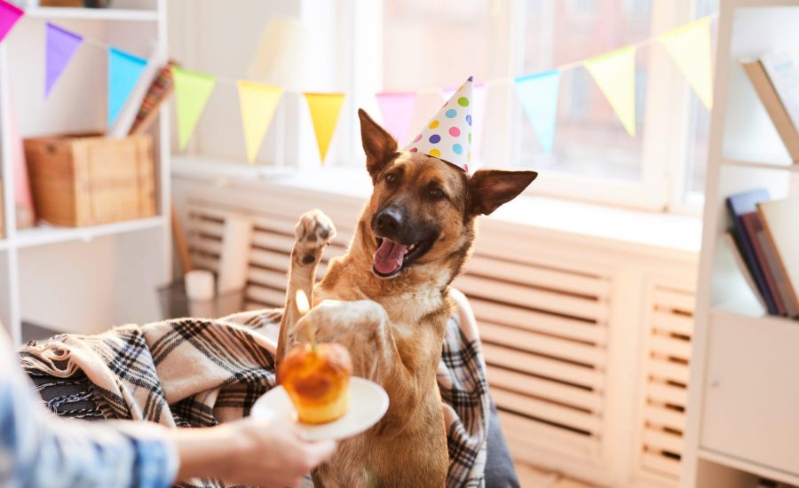 Pawcrafted Dog Cake Kits Case Study - Innomalous Pet Food Manufacturer India